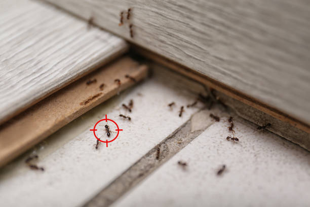 Best Ant Control Services  in Nashvle, IL