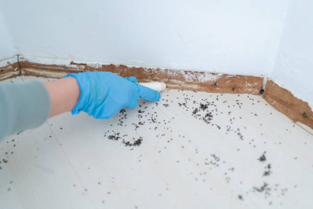 Best Bed Bug Extermination  in Nashvle, IL